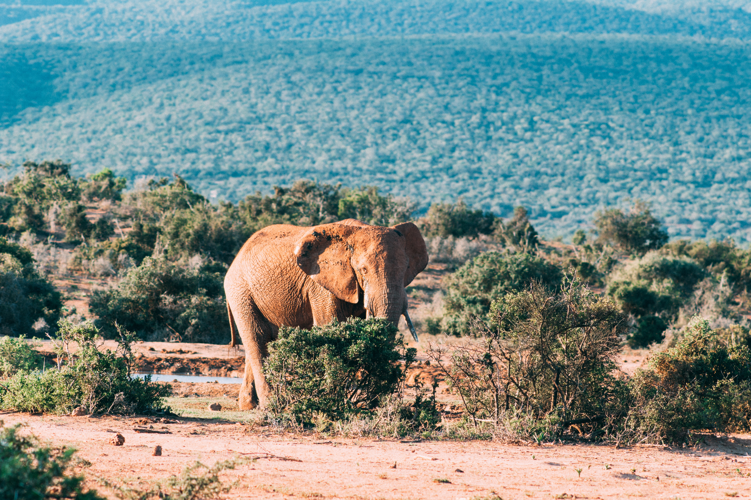 addo elephant national park (3).webp